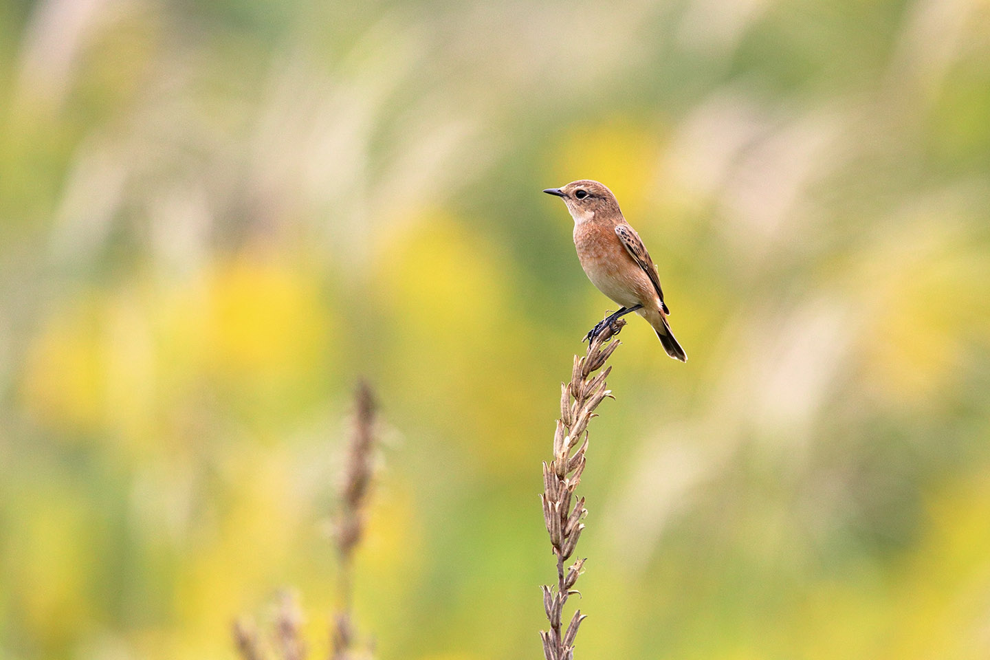 Canon EOS 6D + TAMRON SP 150-600mm F/5-6.3 Di VC USD (A011)