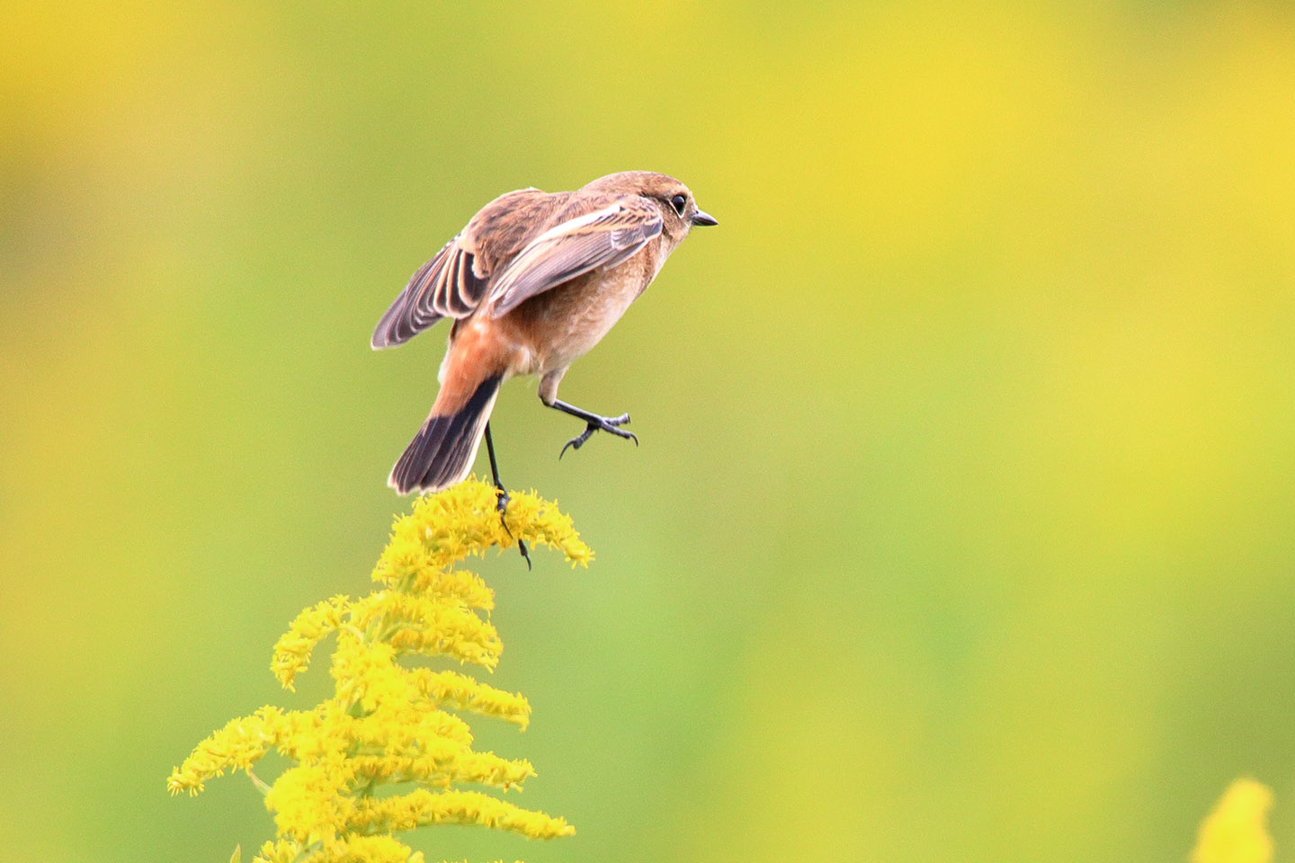 Canon EOS 6D + TAMRON SP 150-600mm F/5-6.3 Di VC USD (A011)