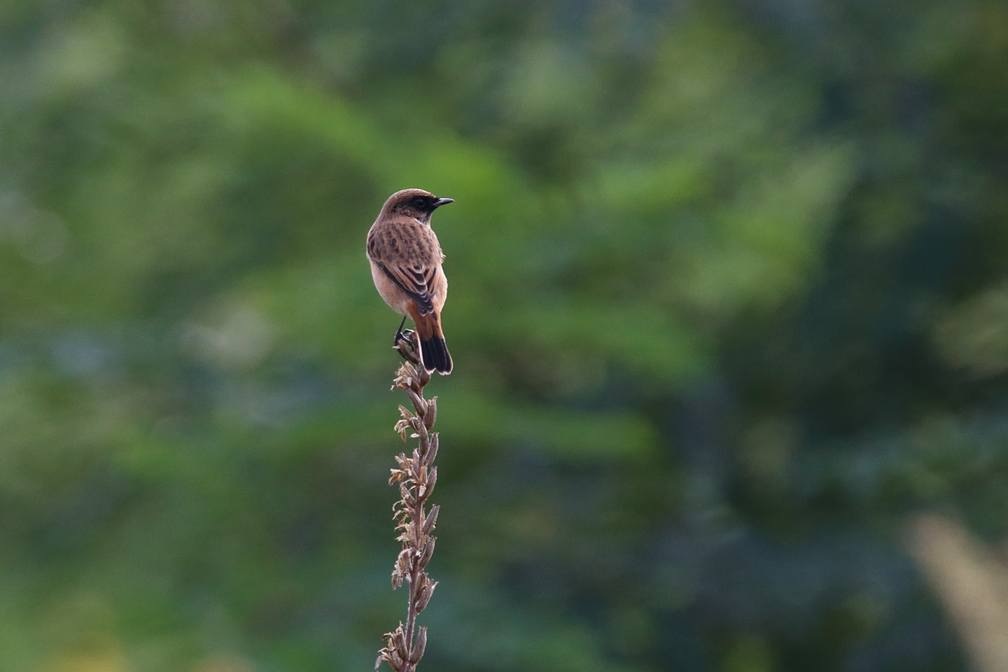 Canon EOS 6D + TAMRON SP 150-600mm F/5-6.3 Di VC USD (A011)