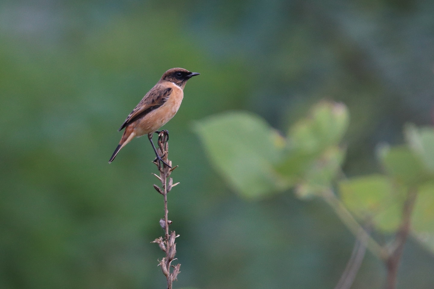 Canon EOS 6D + TAMRON SP 150-600mm F/5-6.3 Di VC USD (A011)