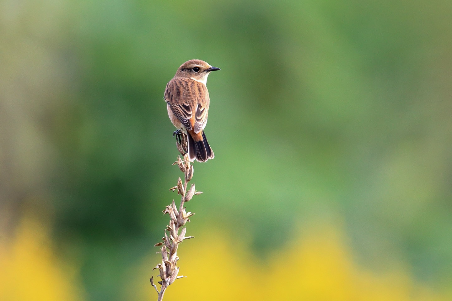 Canon EOS 6D + TAMRON SP 150-600mm F/5-6.3 Di VC USD (A011)