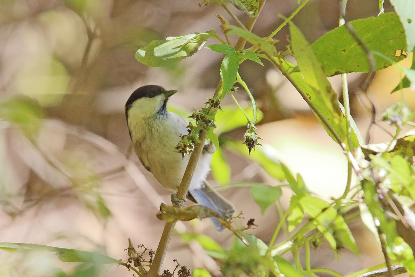 Canon EOS 6D + TAMRON SP 150-600mm F/5-6.3 Di VC USD (A011)