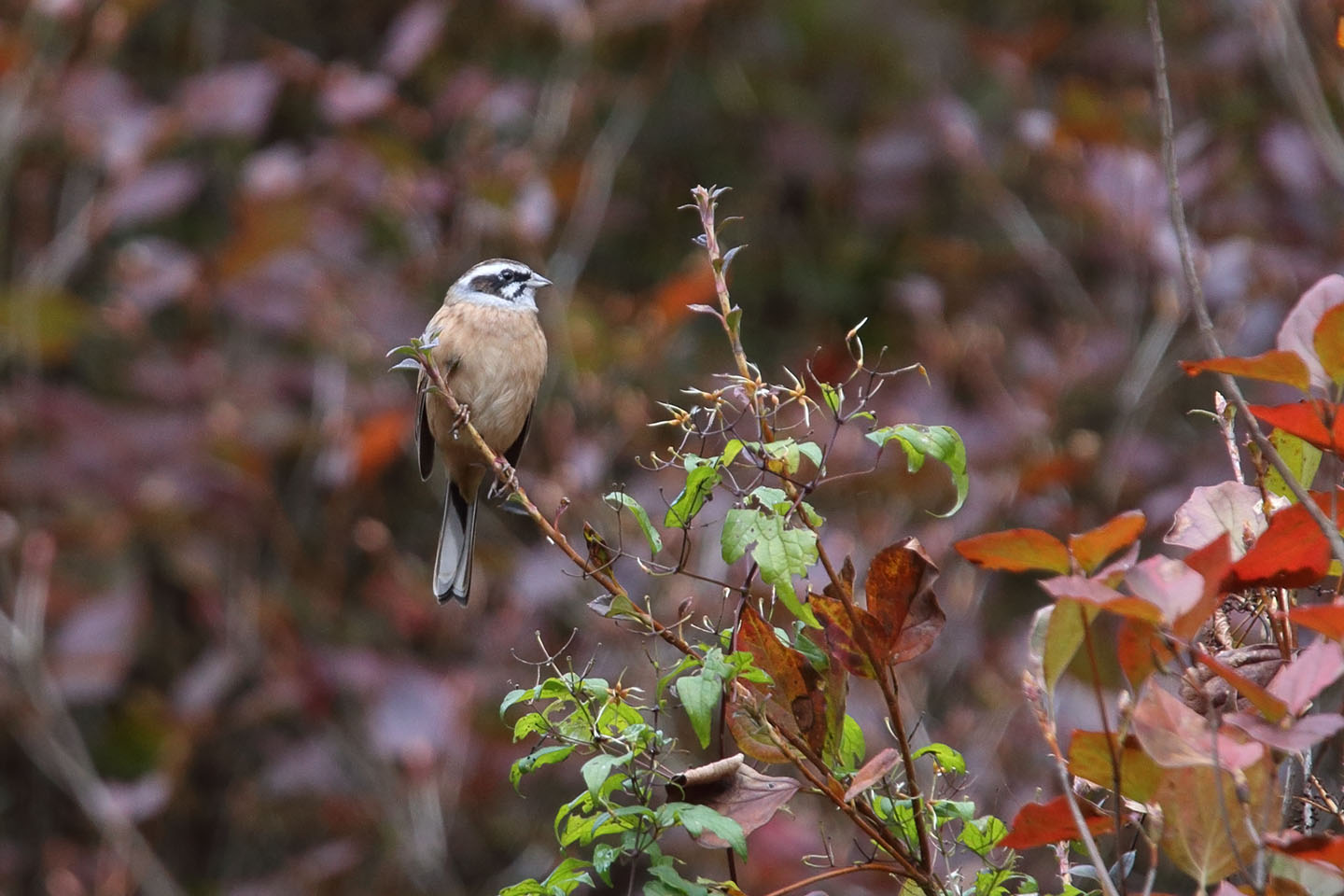 Canon EOS 6D + TAMRON SP 150-600mm F/5-6.3 Di VC USD (A011)