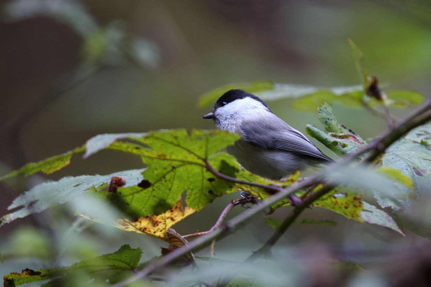 Canon EOS 6D + TAMRON SP 150-600mm F/5-6.3 Di VC USD (A011)