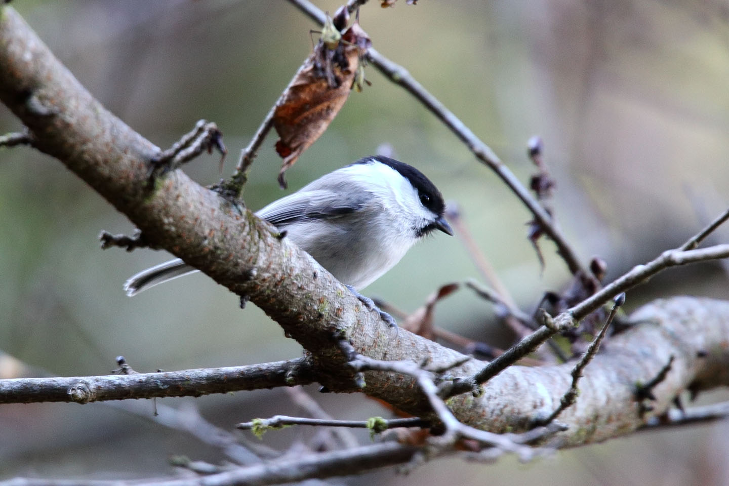 Canon EOS 6D + TAMRON SP 150-600mm F/5-6.3 Di VC USD (A011)