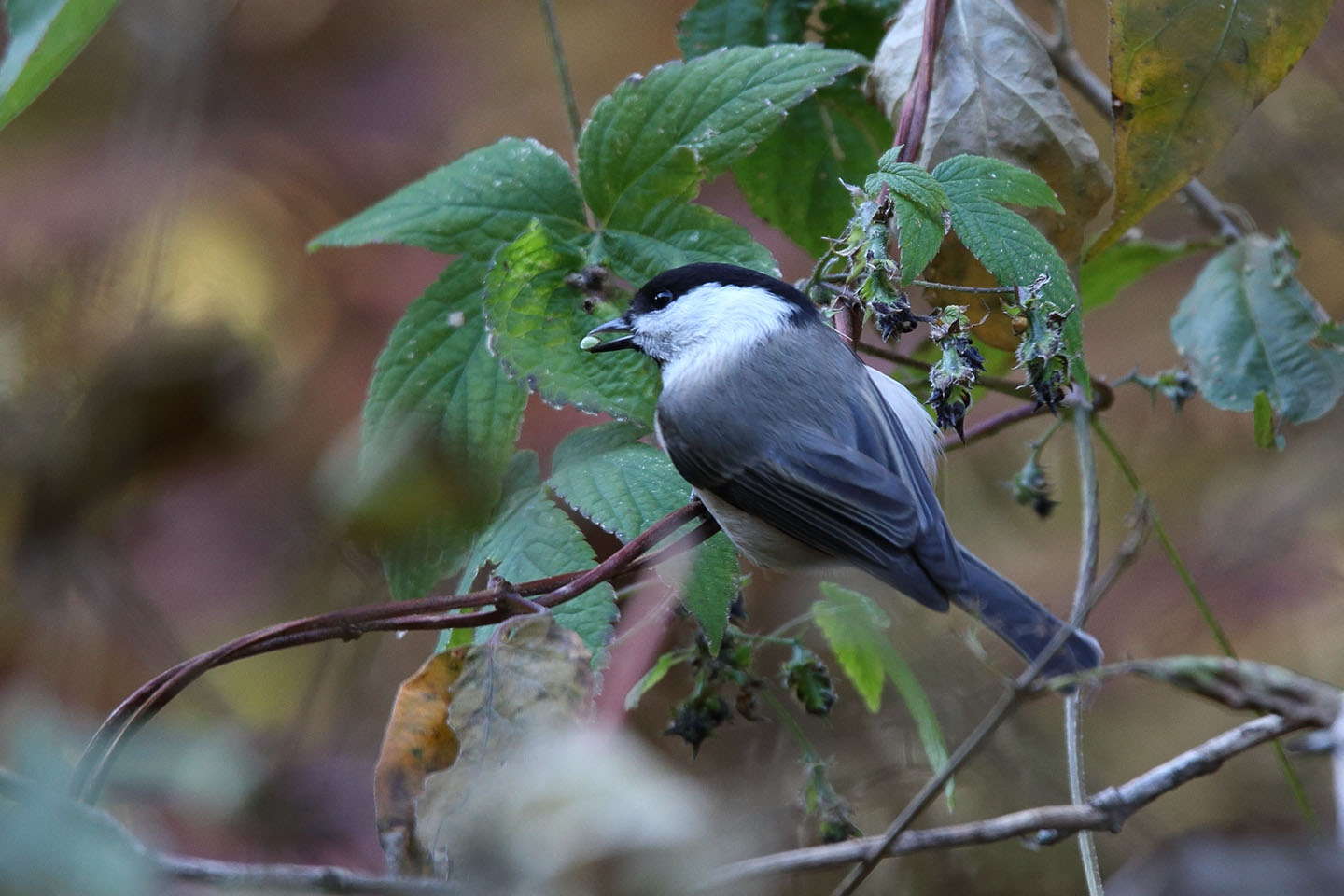 Canon EOS 6D + TAMRON SP 150-600mm F/5-6.3 Di VC USD (A011)