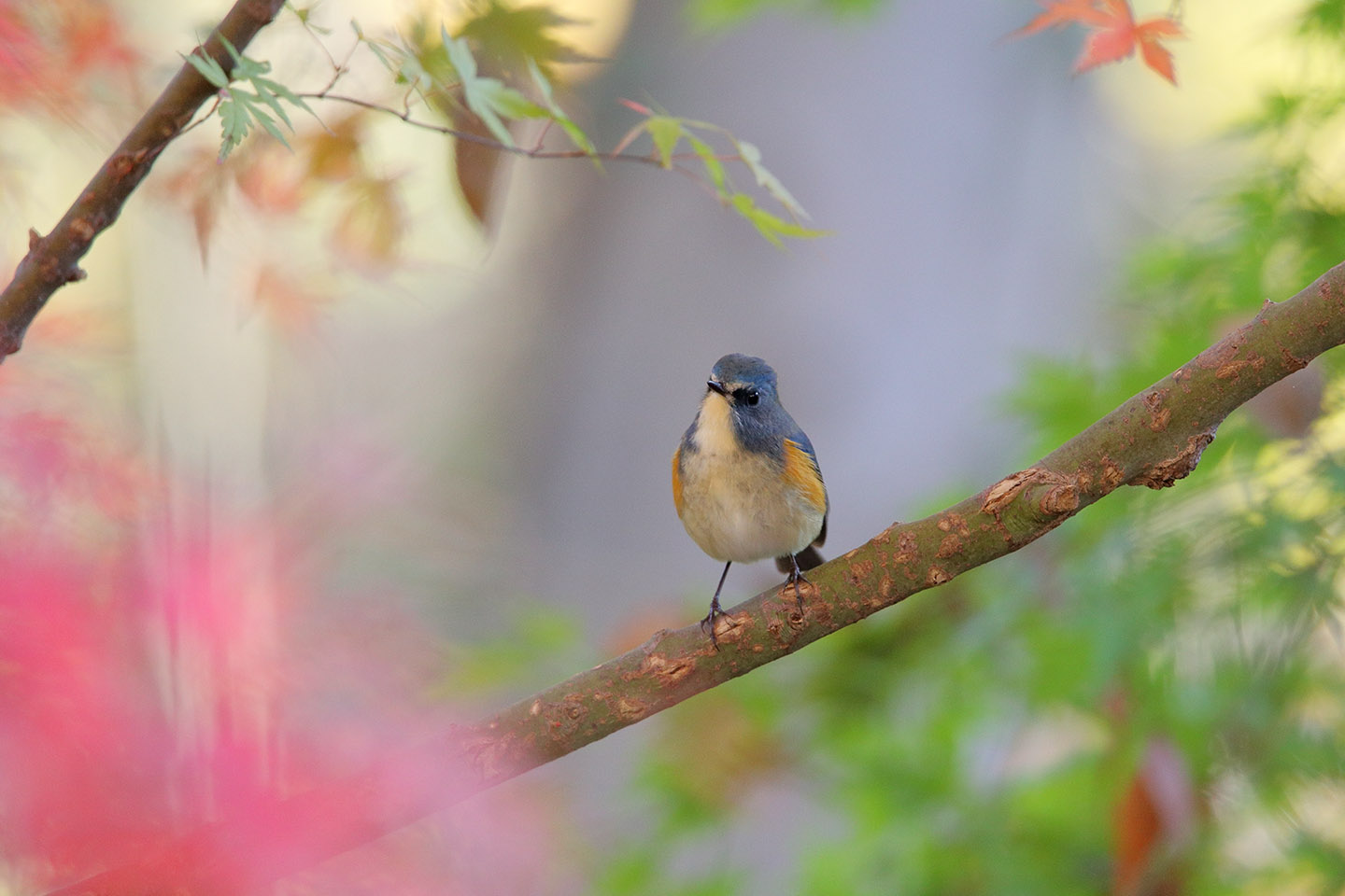 Canon EOS 6D + TAMRON SP 150-600mm F/5-6.3 Di VC USD (A011)