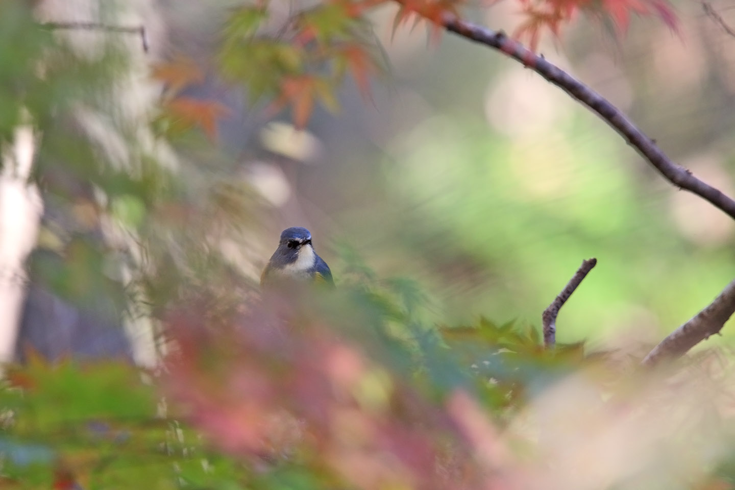 Canon EOS 6D + TAMRON SP 150-600mm F/5-6.3 Di VC USD (A011)