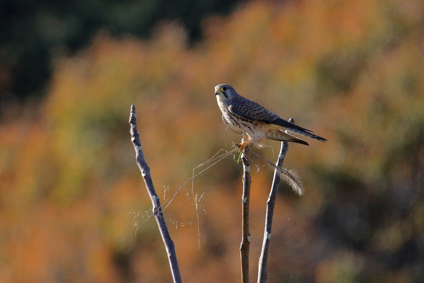 Canon EOS 6D + TAMRON SP 150-600mm F/5-6.3 Di VC USD (A011)