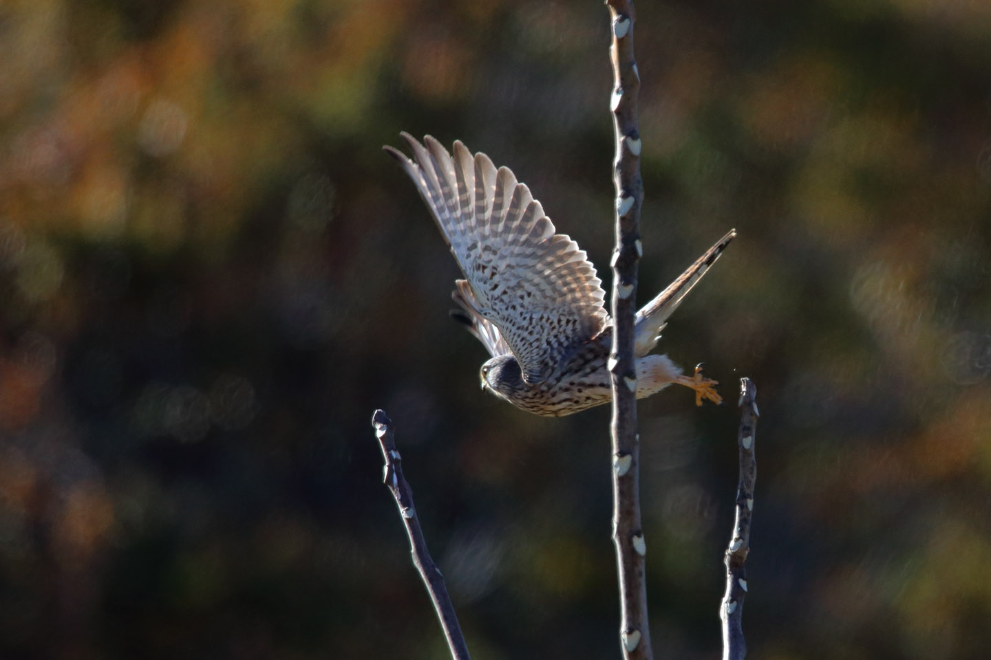 Canon EOS 6D + TAMRON SP 150-600mm F/5-6.3 Di VC USD (A011)