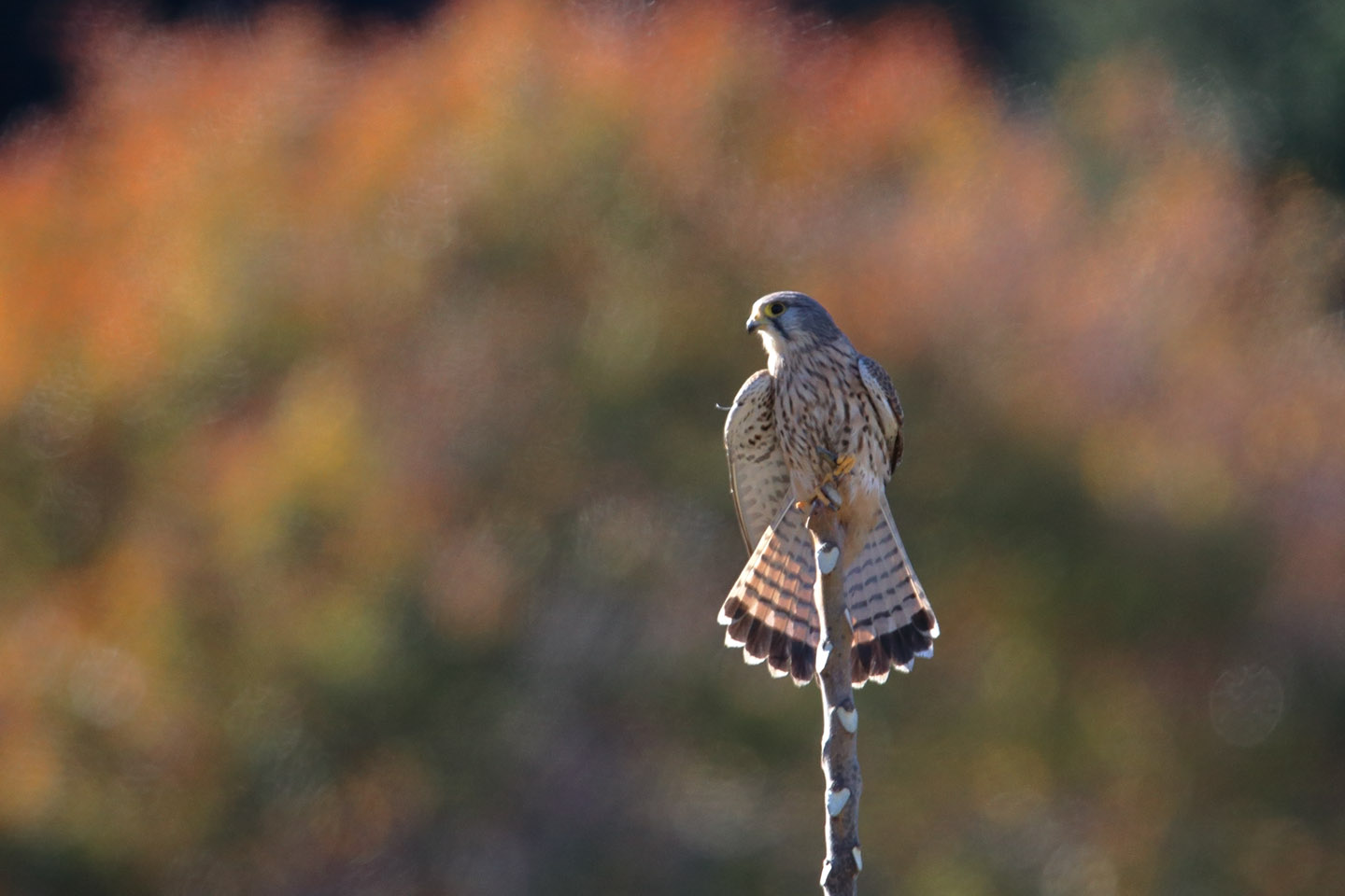 Canon EOS 6D + TAMRON SP 150-600mm F/5-6.3 Di VC USD (A011)