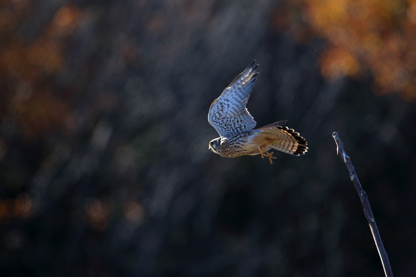 Canon EOS 6D + TAMRON SP 150-600mm F/5-6.3 Di VC USD (A011)