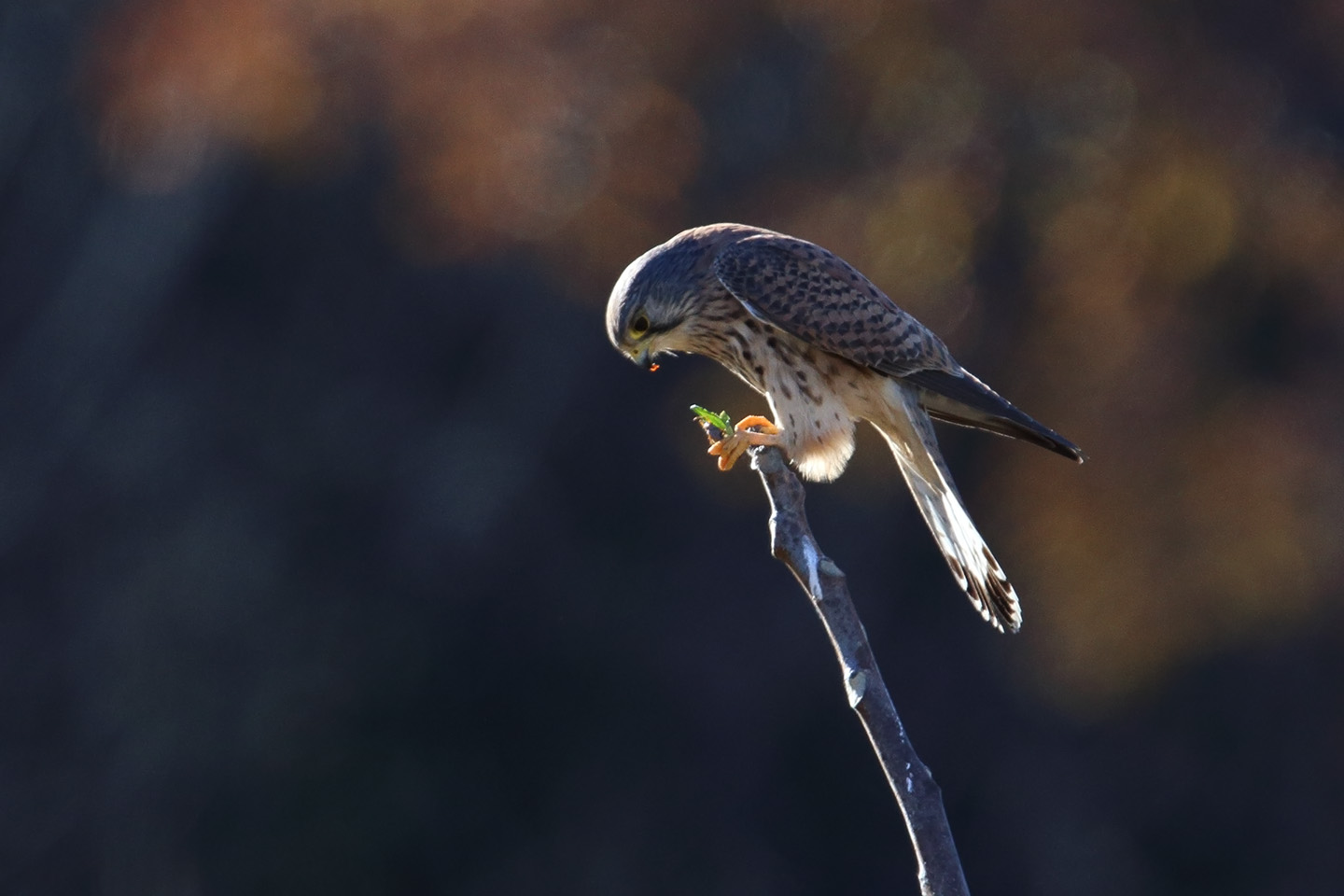 Canon EOS 6D + TAMRON SP 150-600mm F/5-6.3 Di VC USD (A011)