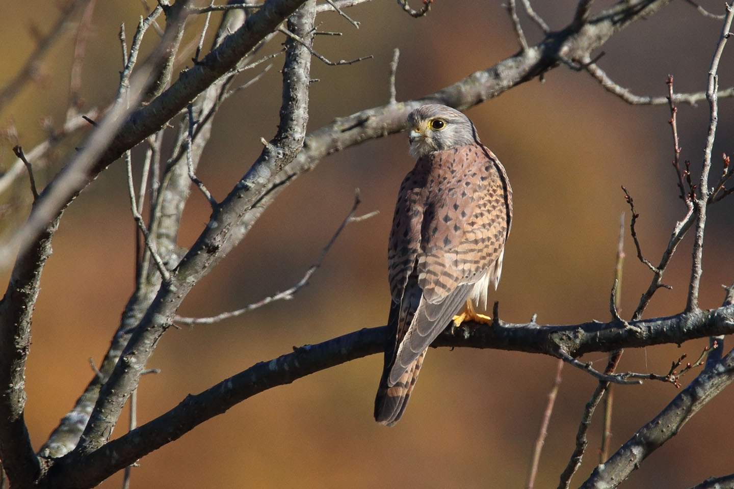 Canon EOS 6D + TAMRON SP 150-600mm F/5-6.3 Di VC USD (A011)