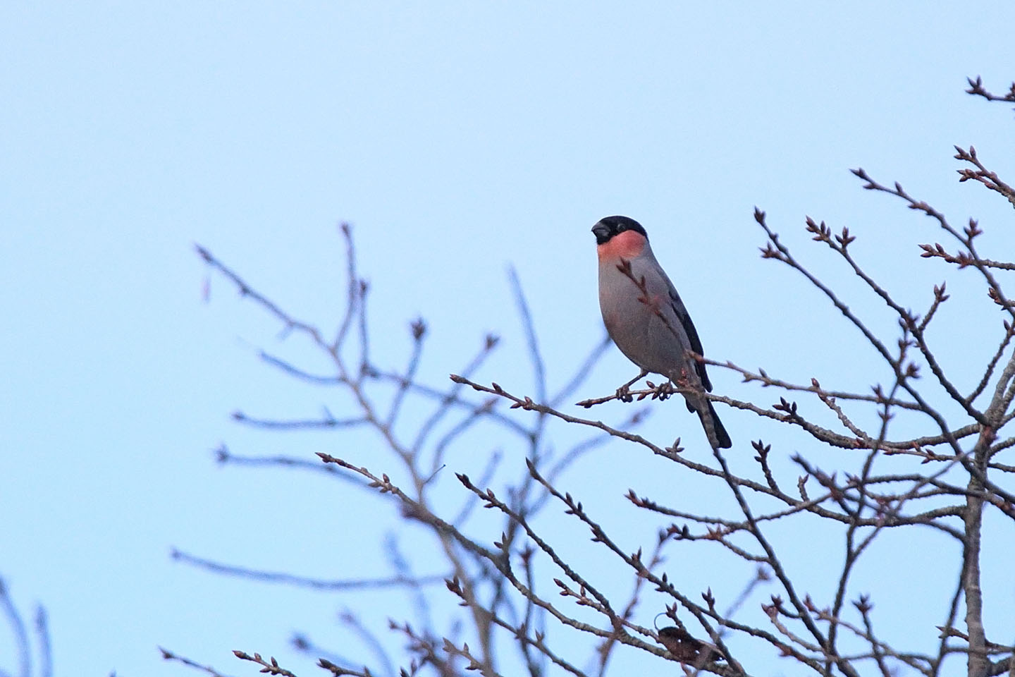 Canon EOS 6D + TAMRON SP 150-600mm F/5-6.3 Di VC USD (A011)