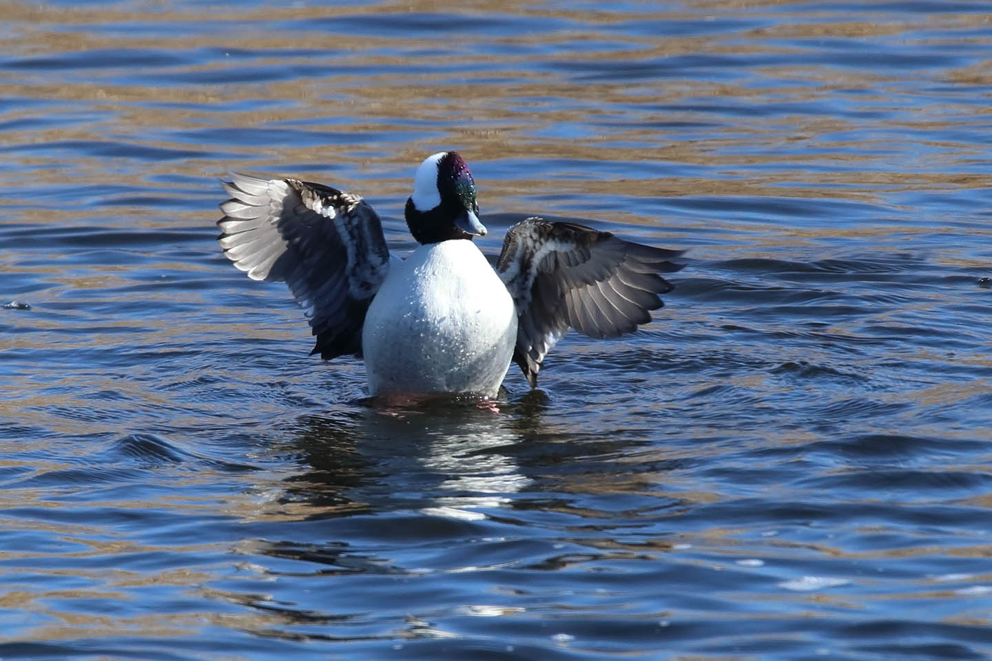 Canon EOS 6D + TAMRON SP 150-600mm F/5-6.3 Di VC USD (A011)