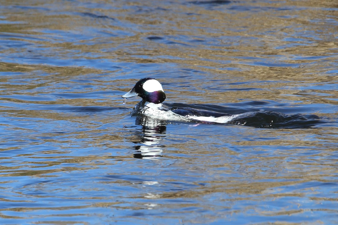 Canon EOS 6D + TAMRON SP 150-600mm F/5-6.3 Di VC USD (A011)