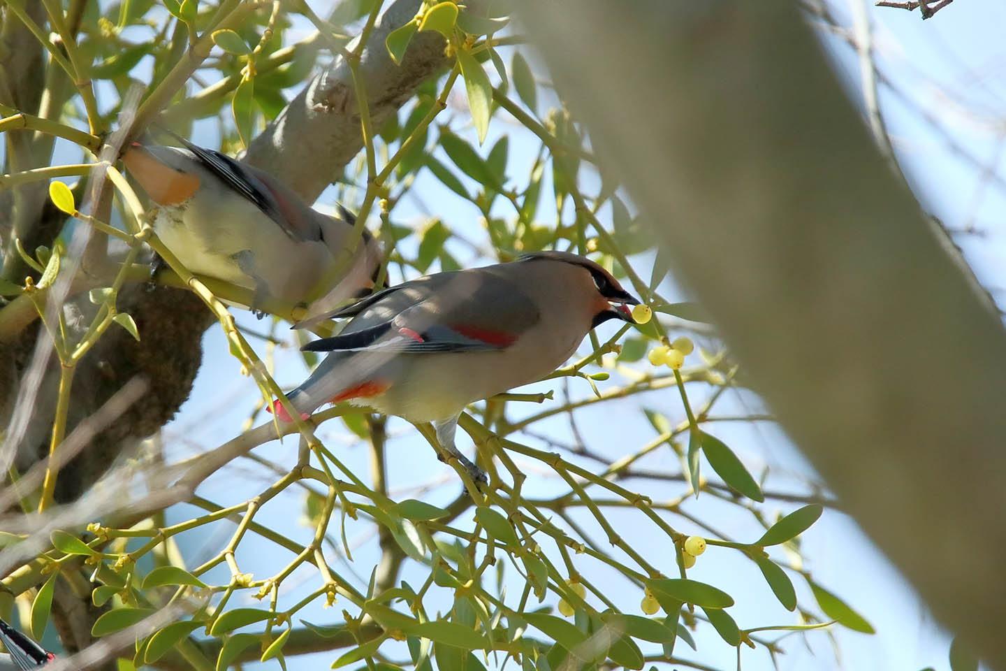 Canon EOS 6D + TAMRON SP 150-600mm F/5-6.3 Di VC USD (A011)