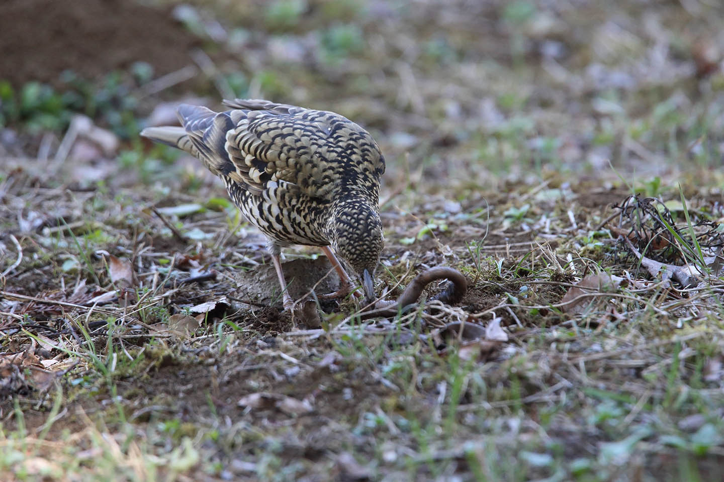 Canon EOS 6D + TAMRON SP 150-600mm F/5-6.3 Di VC USD (A011)