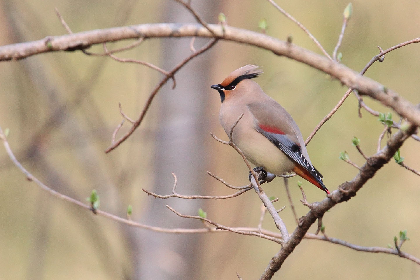 Canon EOS 6D + TAMRON SP 150-600mm F/5-6.3 Di VC USD (A011)