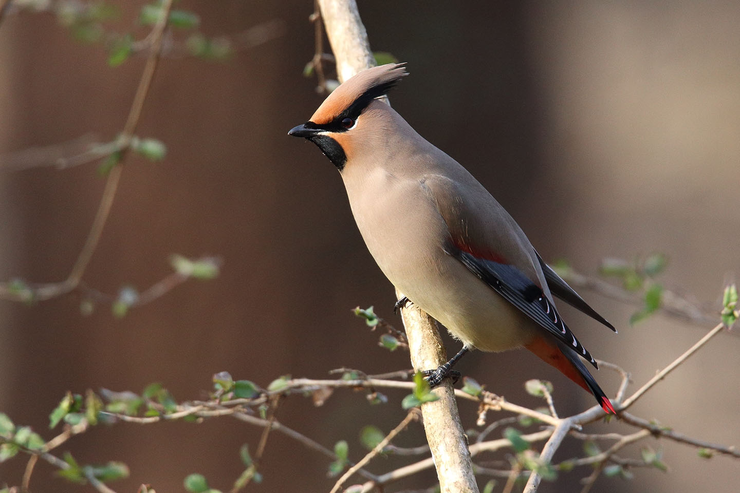 Canon EOS 6D + TAMRON SP 150-600mm F/5-6.3 Di VC USD (A011)