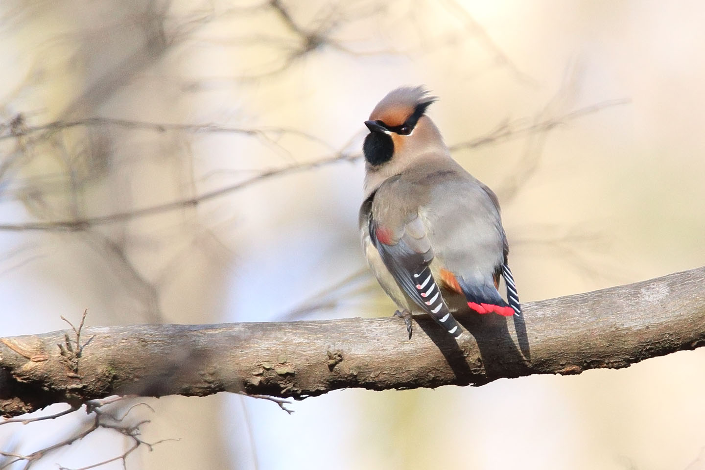 Canon EOS 6D + TAMRON SP 150-600mm F/5-6.3 Di VC USD (A011)