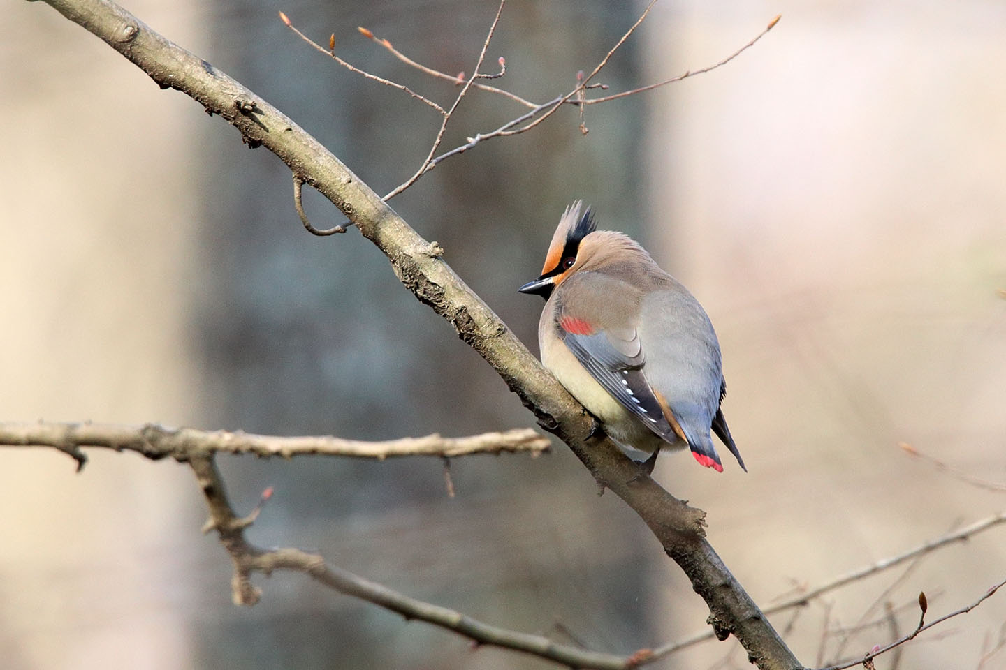 Canon EOS 6D + TAMRON SP 150-600mm F/5-6.3 Di VC USD (A011)