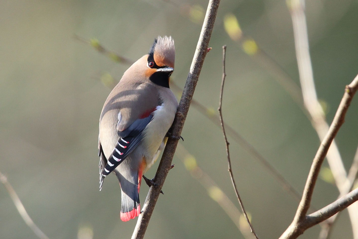 Canon EOS 6D + TAMRON SP 150-600mm F/5-6.3 Di VC USD (A011)