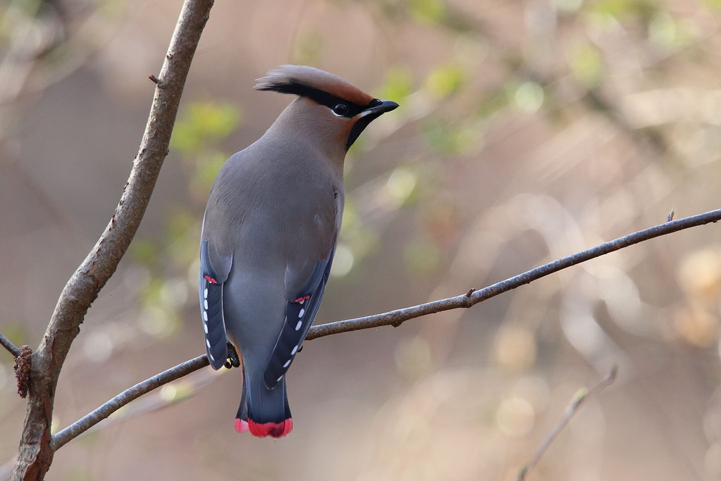 Canon EOS 6D + TAMRON SP 150-600mm F/5-6.3 Di VC USD (A011)