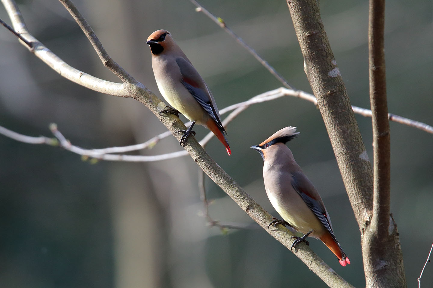 Canon EOS 6D + TAMRON SP 150-600mm F/5-6.3 Di VC USD (A011)