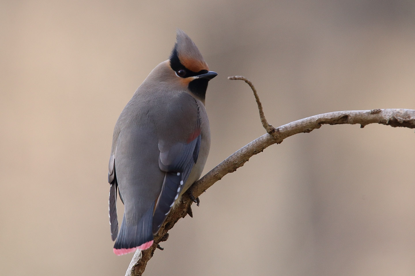 Canon EOS 6D + TAMRON SP 150-600mm F/5-6.3 Di VC USD (A011)