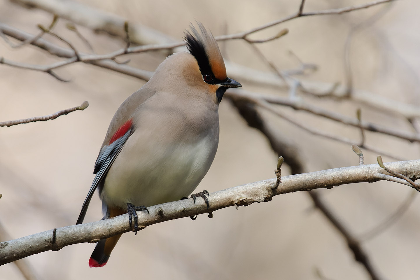 Canon EOS 6D0 + TAMRON SP 150-600mm F/5-6.3 Di VC USD (A011) and DxO PureRAW 2