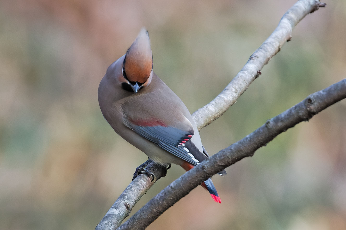 Canon EOS 6D0 + TAMRON SP 150-600mm F/5-6.3 Di VC USD (A011) and DxO PureRAW 2