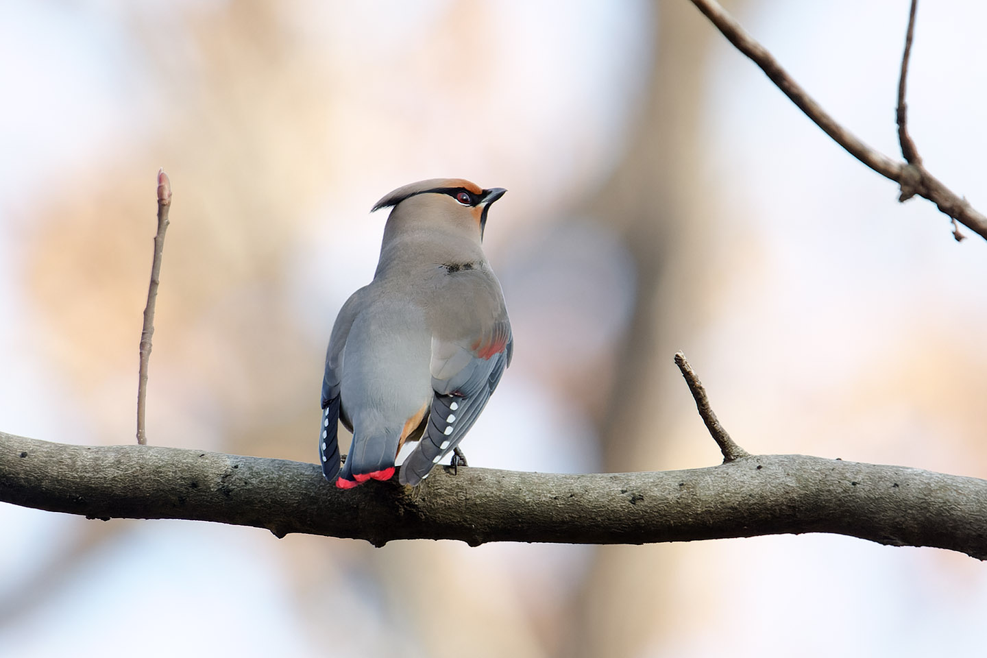 Canon EOS 6D0 + TAMRON SP 150-600mm F/5-6.3 Di VC USD (A011) and DxO PureRAW 2