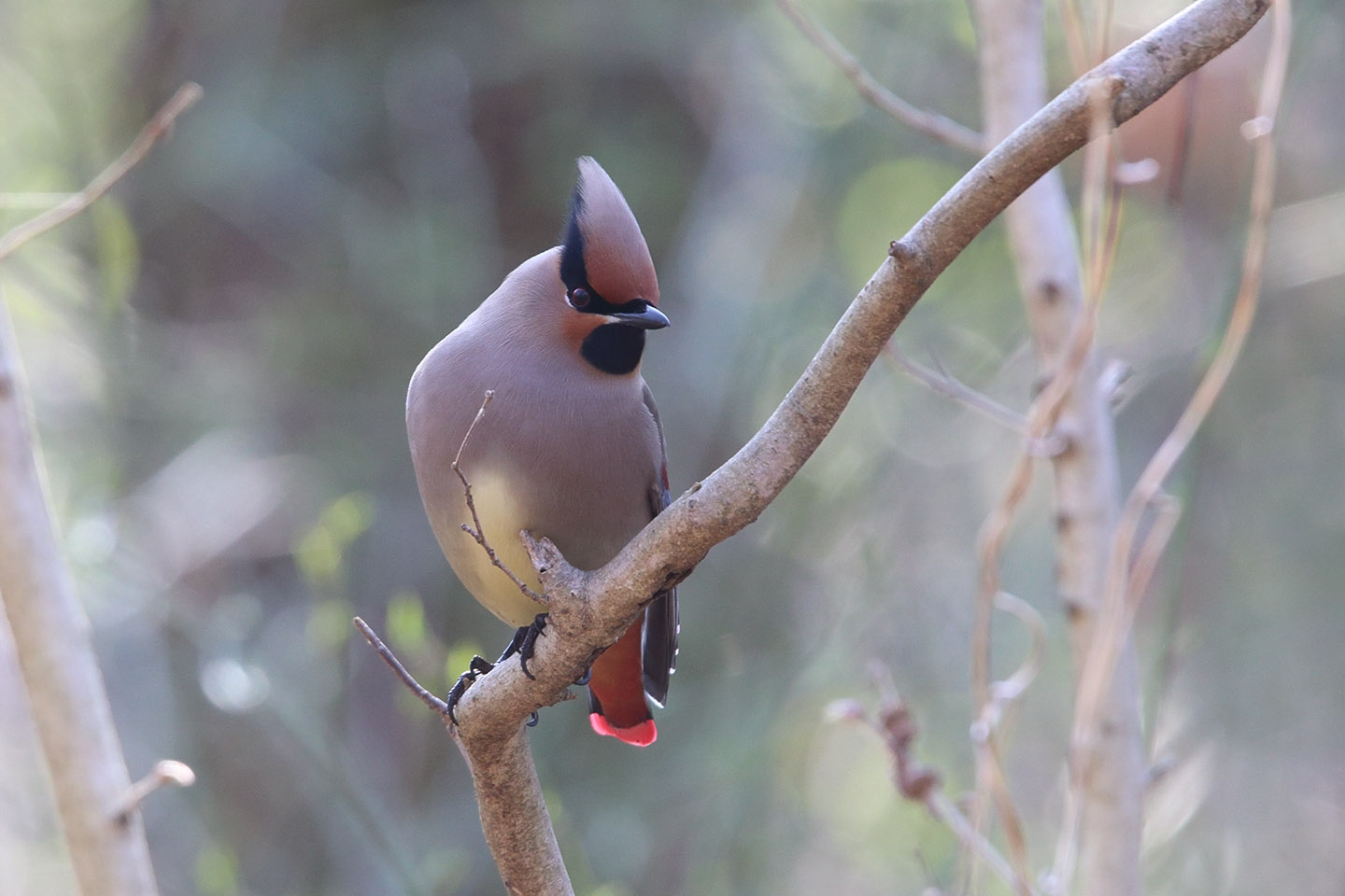 Canon EOS 6D + TAMRON SP 150-600mm F/5-6.3 Di VC USD (A011)