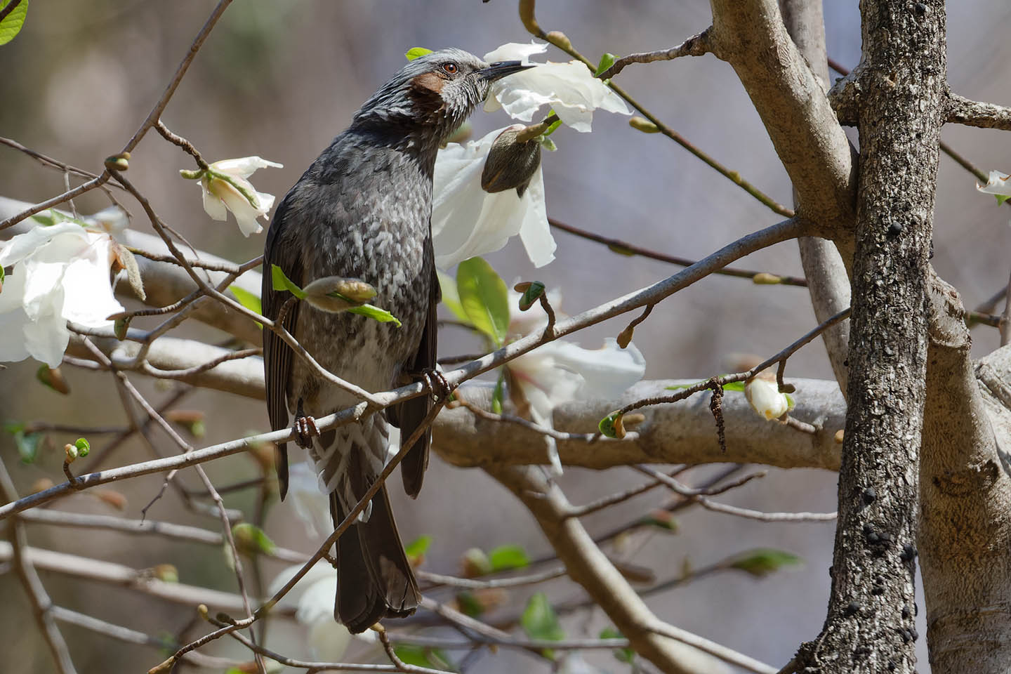 Canon EOS 6D0 + TAMRON SP 150-600mm F/5-6.3 Di VC USD (A011) and DxO PureRAW 2