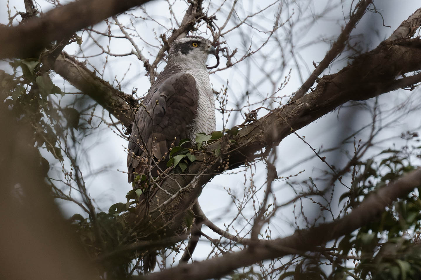 Canon EOS 6D0 + TAMRON SP 150-600mm F/5-6.3 Di VC USD (A011) and DxO PureRAW 2