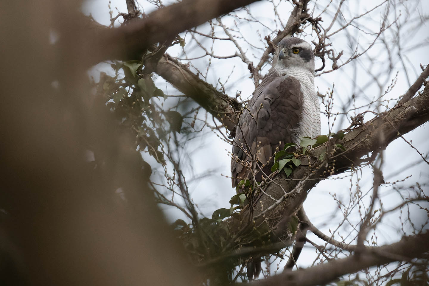 Canon EOS 6D0 + TAMRON SP 150-600mm F/5-6.3 Di VC USD (A011) and DxO PureRAW 2