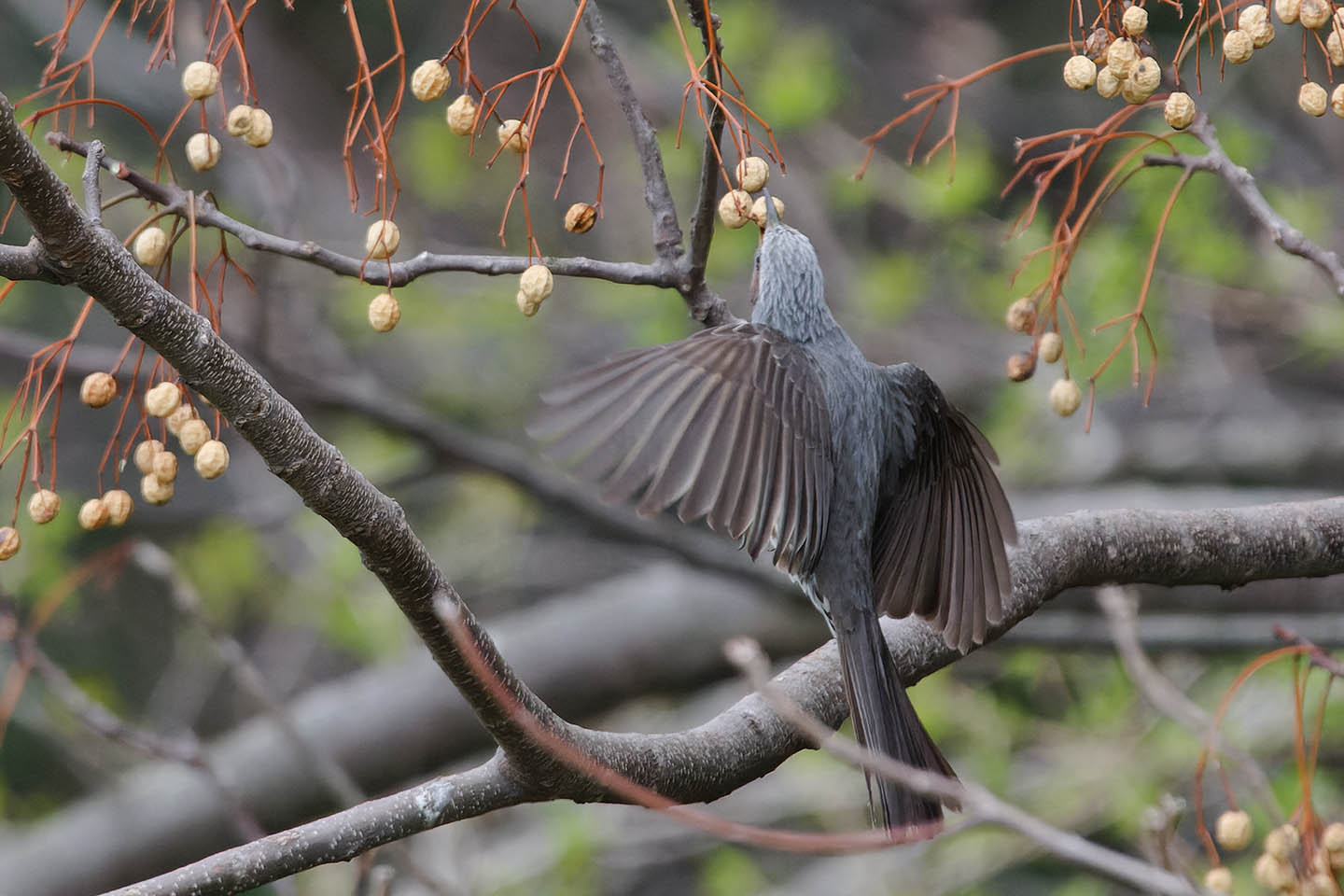 Canon EOS 6D0 + TAMRON SP 150-600mm F/5-6.3 Di VC USD (A011) and DxO PureRAW 2