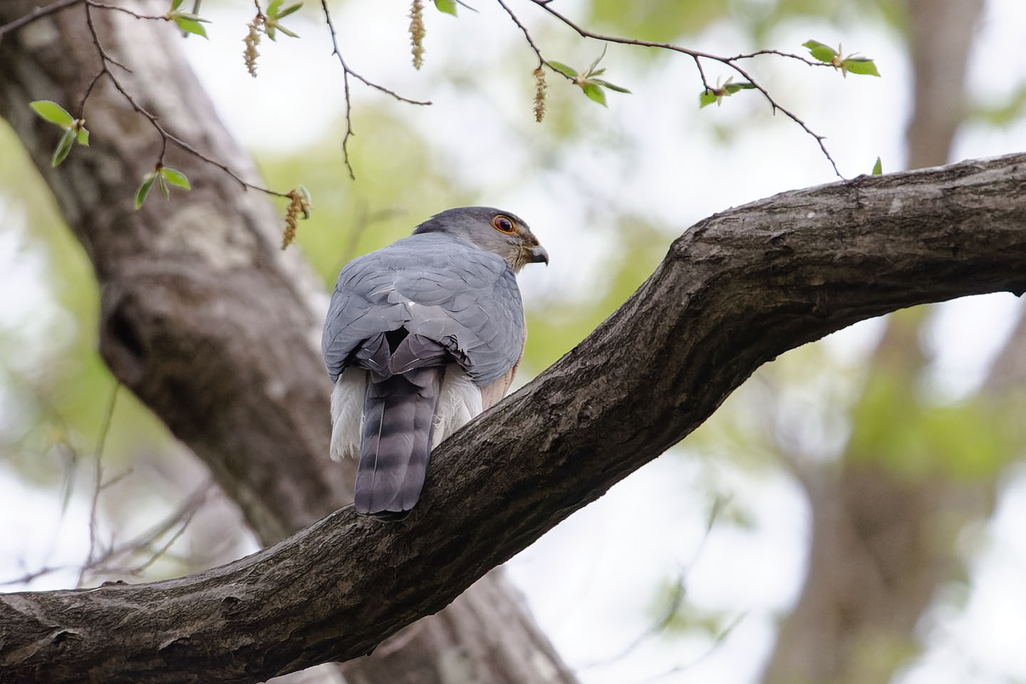 Canon EOS 6D0 + TAMRON SP 150-600mm F/5-6.3 Di VC USD (A011) and DxO PureRAW 2