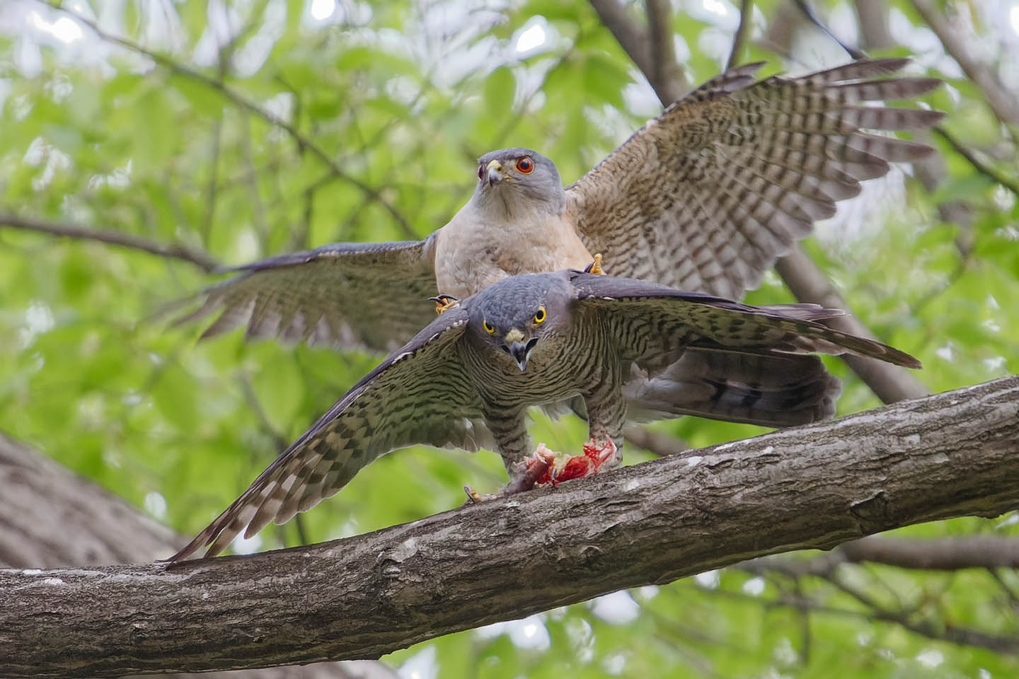 Canon EOS 6D0 + TAMRON SP 150-600mm F/5-6.3 Di VC USD (A011) and DxO PureRAW 2