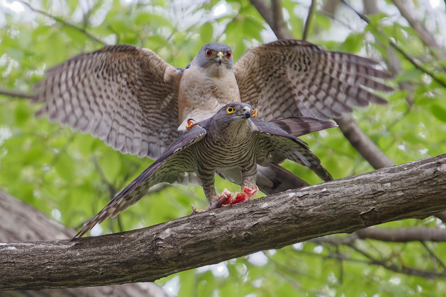 Canon EOS 6D0 + TAMRON SP 150-600mm F/5-6.3 Di VC USD (A011) and DxO PureRAW 2