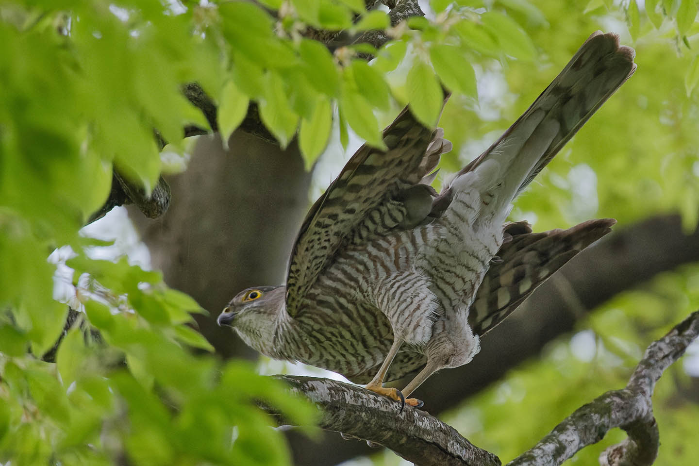 Canon EOS 6D0 + TAMRON SP 150-600mm F/5-6.3 Di VC USD (A011) and DxO PureRAW 2