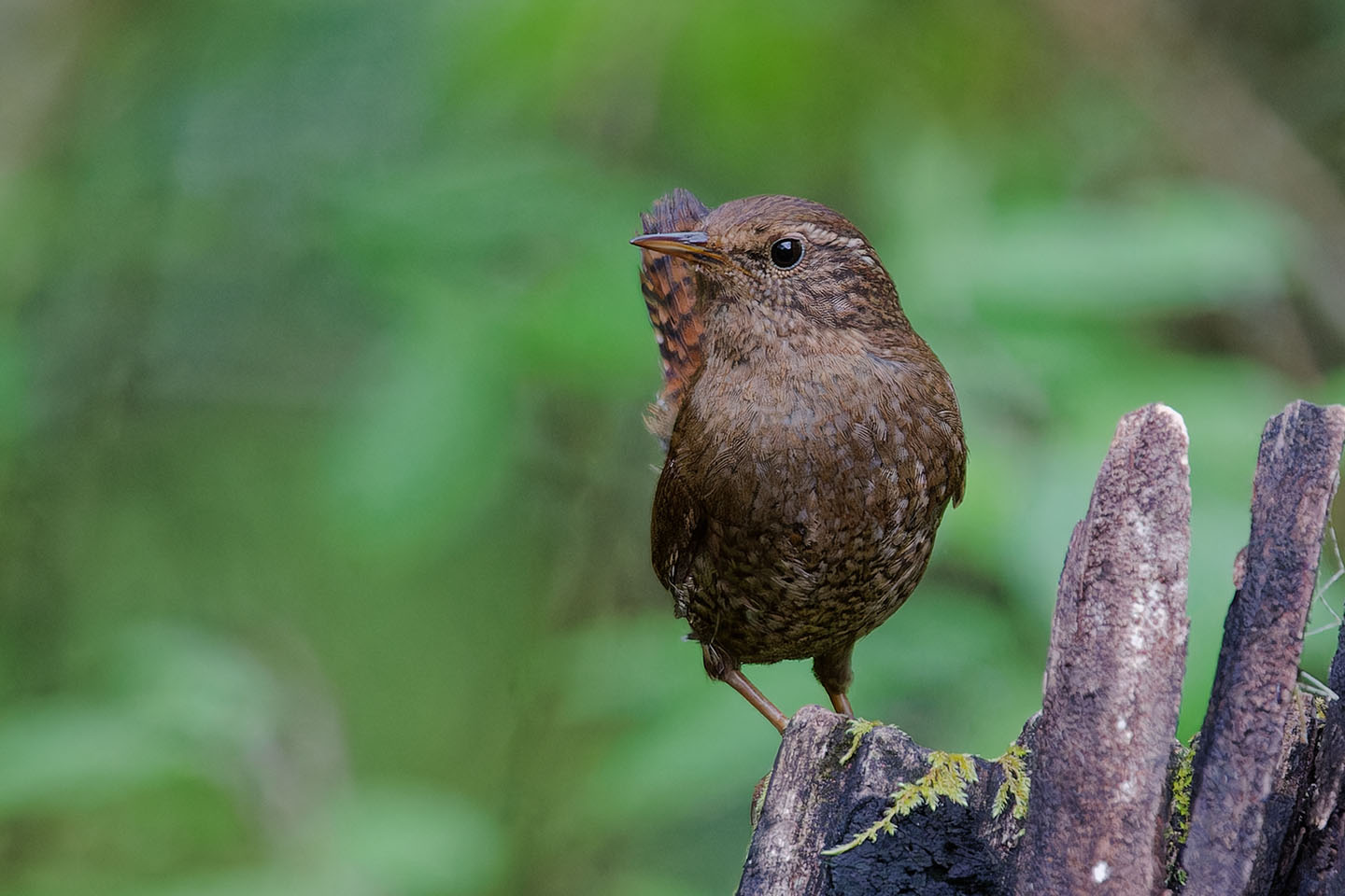 Canon EOS 6D0 + TAMRON SP 150-600mm F/5-6.3 Di VC USD (A011) and DxO PureRAW 3