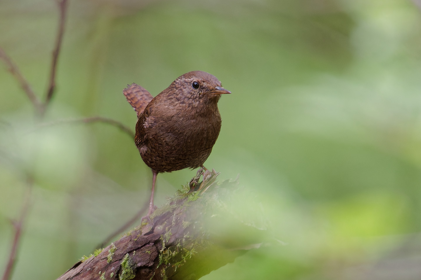 Canon EOS 6D0 + TAMRON SP 150-600mm F/5-6.3 Di VC USD (A011) and DxO PureRAW 3