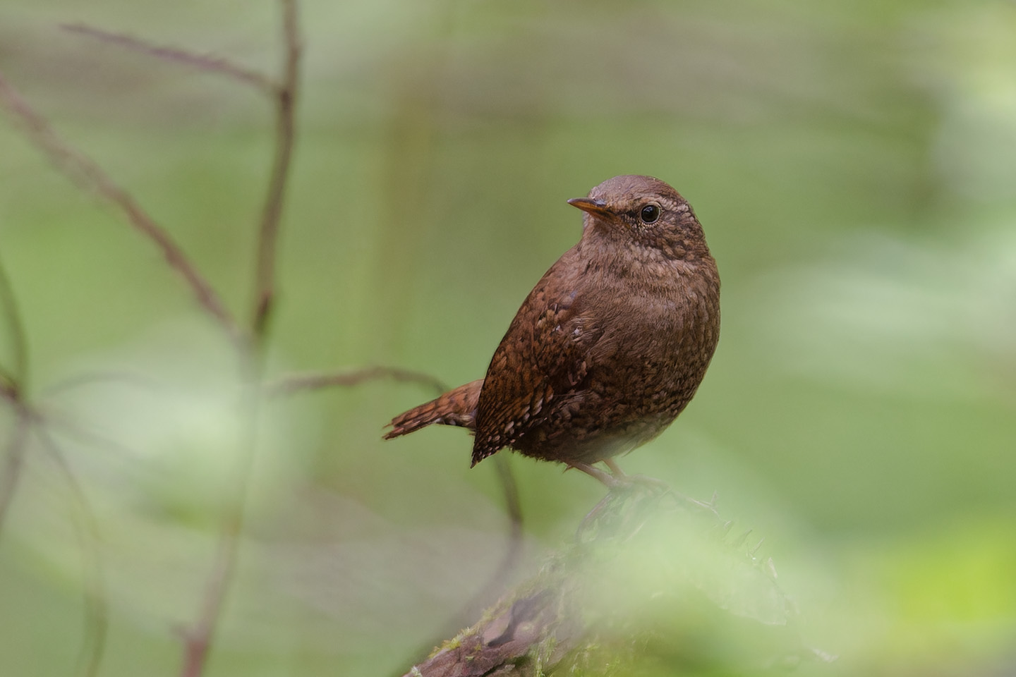 Canon EOS 6D0 + TAMRON SP 150-600mm F/5-6.3 Di VC USD (A011) and DxO PureRAW 3