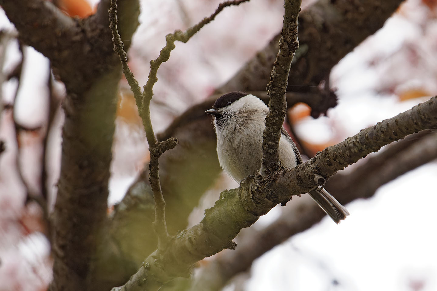 Canon EOS 6D0 + TAMRON SP 150-600mm F/5-6.3 Di VC USD (A011) and DxO PureRAW 3