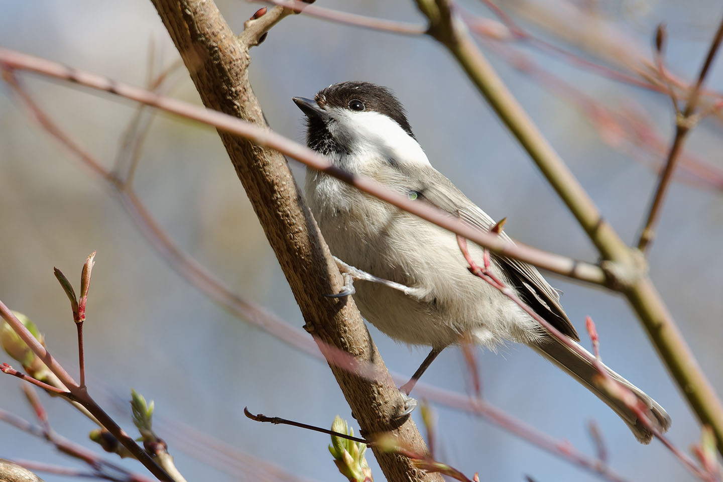 Canon EOS 6D0 + TAMRON SP 150-600mm F/5-6.3 Di VC USD (A011) and DxO PureRAW 3