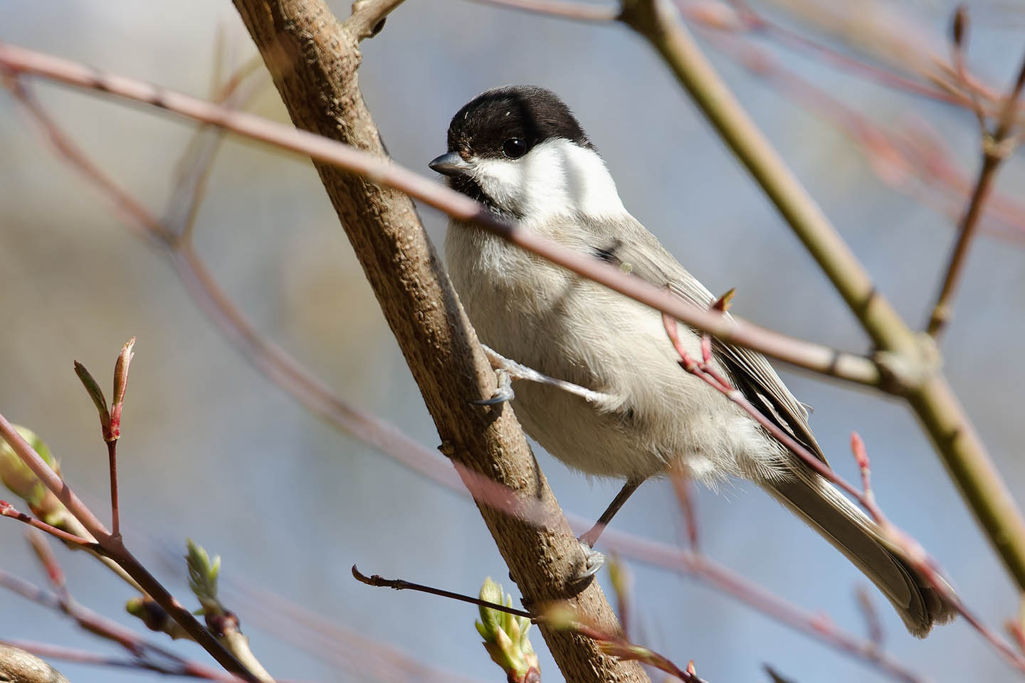 Canon EOS 6D0 + TAMRON SP 150-600mm F/5-6.3 Di VC USD (A011) and DxO PureRAW 3