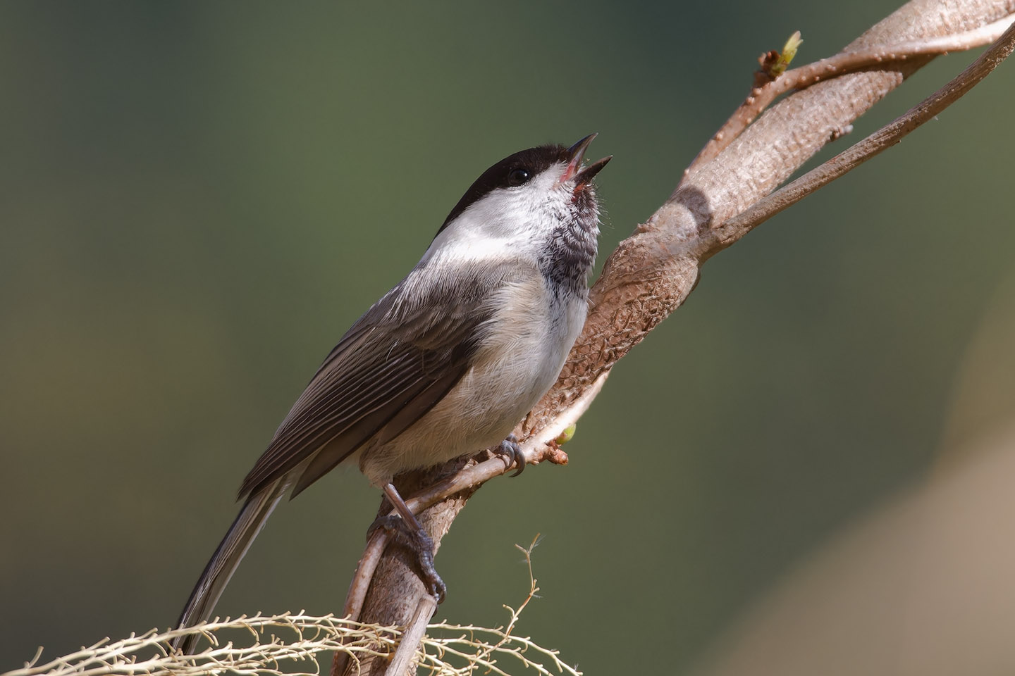 Canon EOS 6D0 + TAMRON SP 150-600mm F/5-6.3 Di VC USD (A011) and DxO PureRAW 3